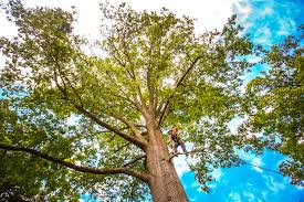 How Our Tree Care Process Works  in  Oyster Bay Cove, NY